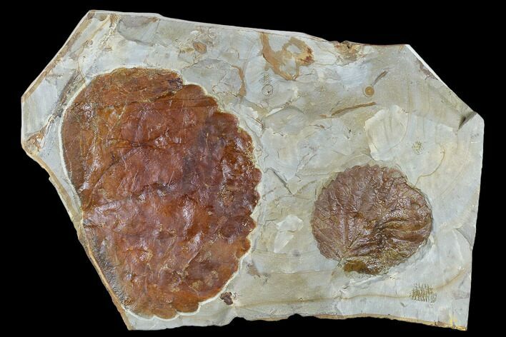 Two Fossil Leaves (Zizyphoides And Davidia) - Montana #115252